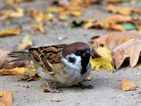 Фото Eurasian tree sparrow