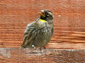 Фото Rock sparrow