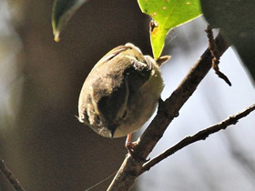 Фото Western Crowned Warbler