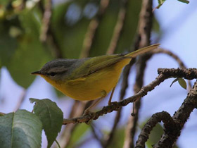 Фото Gray hooded warbler