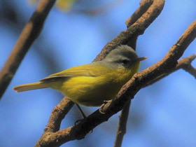 Фото Gray hooded warbler