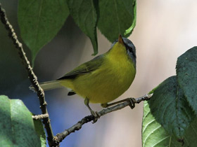 Фото Gray hooded warbler