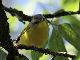 Фото Gray hooded warbler