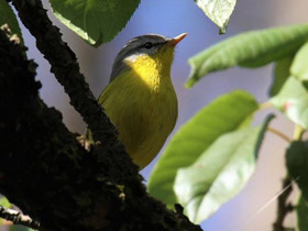 Фото Gray hooded warbler