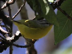 Фото Gray hooded warbler