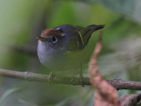 Фото Chestnut-crowned Warbler