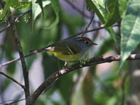 Фото Chestnut-crowned Warbler