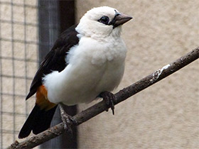 Фото White-headed buffalo weaver