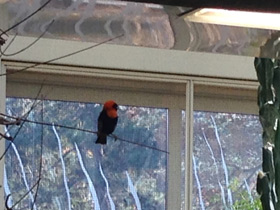 Фото Southern red bishop