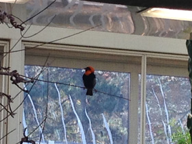 Фото Southern red bishop