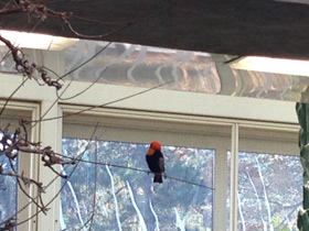 Фото Southern red bishop