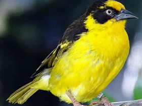 Фото Baglafecht weaver