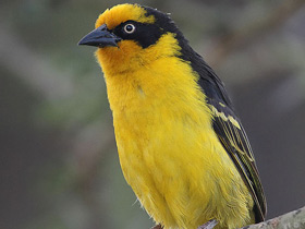 Фото Baglafecht weaver