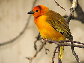 Фото Taveta weaver