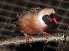 Фото Red-billed Quelea