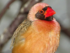 Фото Red-billed Quelea