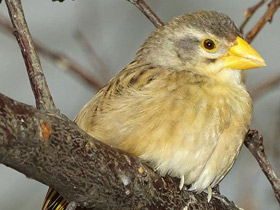 Фото Red-billed Quelea