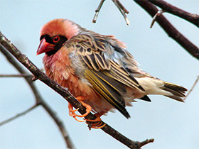 Фото Red-billed Quelea