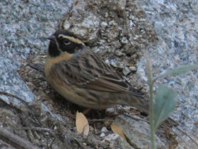 Фото Black-throated Accentor