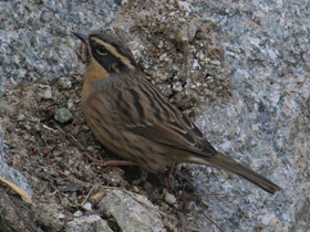 Фото Black-throated Accentor