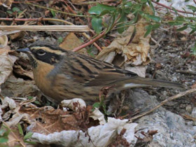 Фото Black-throated Accentor