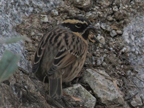 Фото Black-throated Accentor