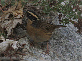 Фото Black-throated Accentor