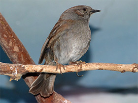 Фото Dunnock