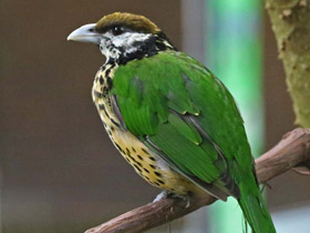 Фото White-eared catbird