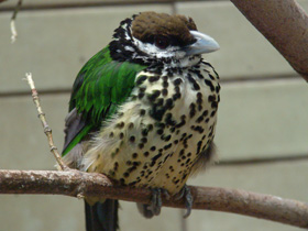 Фото White-eared catbird