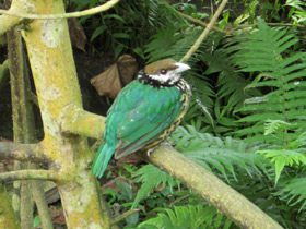 Фото White-eared catbird