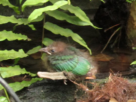 Фото White-eared catbird