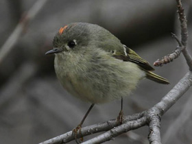 Фото Ruby-crowned kinglet