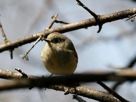 Фото Ruby-crowned kinglet