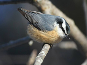 Фото Red-breasted nuthatch