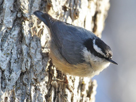 Фото Red-breasted nuthatch