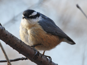 Фото Red-breasted nuthatch