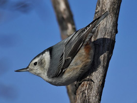 Фото Red-breasted nuthatch