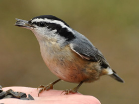 Фото Red-breasted nuthatch