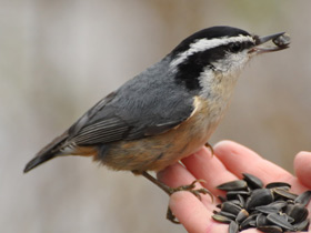 Фото Red-breasted nuthatch