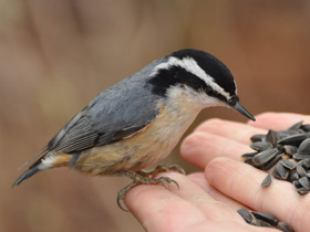 Фото Red-breasted nuthatch