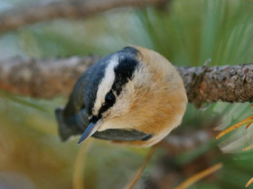 Фото Red-breasted nuthatch