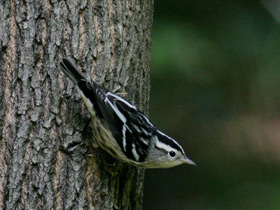 Фото White-breasted nuthatch