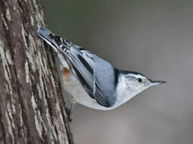 Фото White-breasted nuthatch