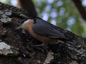 Фото Indian nuthatch