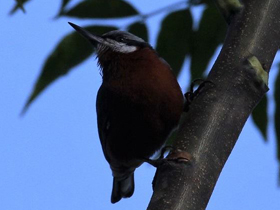 Фото Indian nuthatch