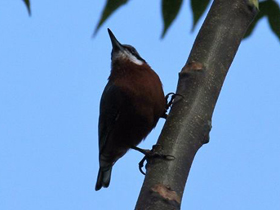 Фото Indian nuthatch