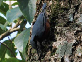 Фото Indian nuthatch