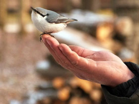 Фото Eurasian nuthatch