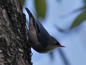 Фото Velvet-fronted nuthatch